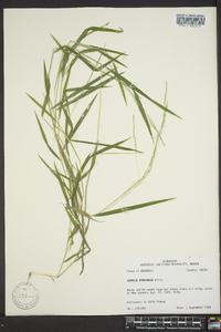 Leersia virginica image