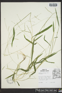 Leersia virginica image