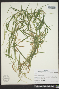 Leersia virginica image