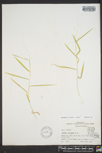 Leersia virginica image