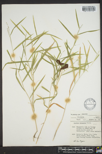 Leersia virginica image