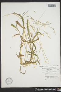 Leersia virginica image