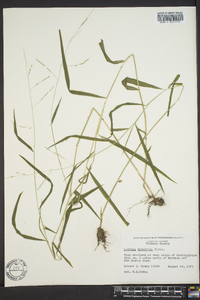 Leersia virginica image