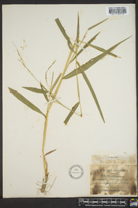 Leersia virginica image