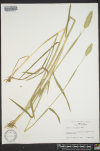 Phalaris caroliniana image