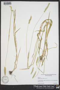 Phalaris angusta image