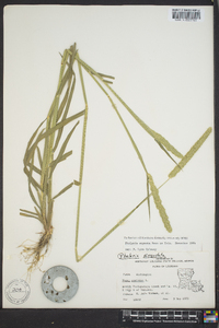 Phalaris angusta image