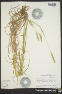 Phalaris angusta image