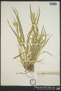 Phalaris canariensis image