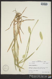 Phalaris caroliniana image