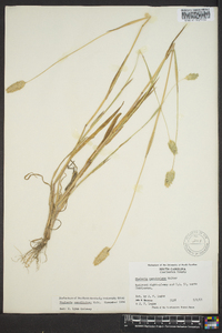 Phalaris caroliniana image