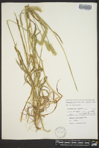 Phalaris caroliniana image