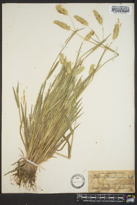 Phalaris caroliniana image