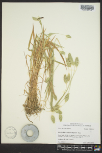 Phalaris caroliniana image