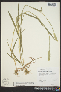 Phalaris caroliniana image