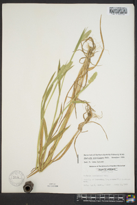 Phalaris caroliniana image