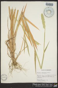 Phalaris caroliniana image