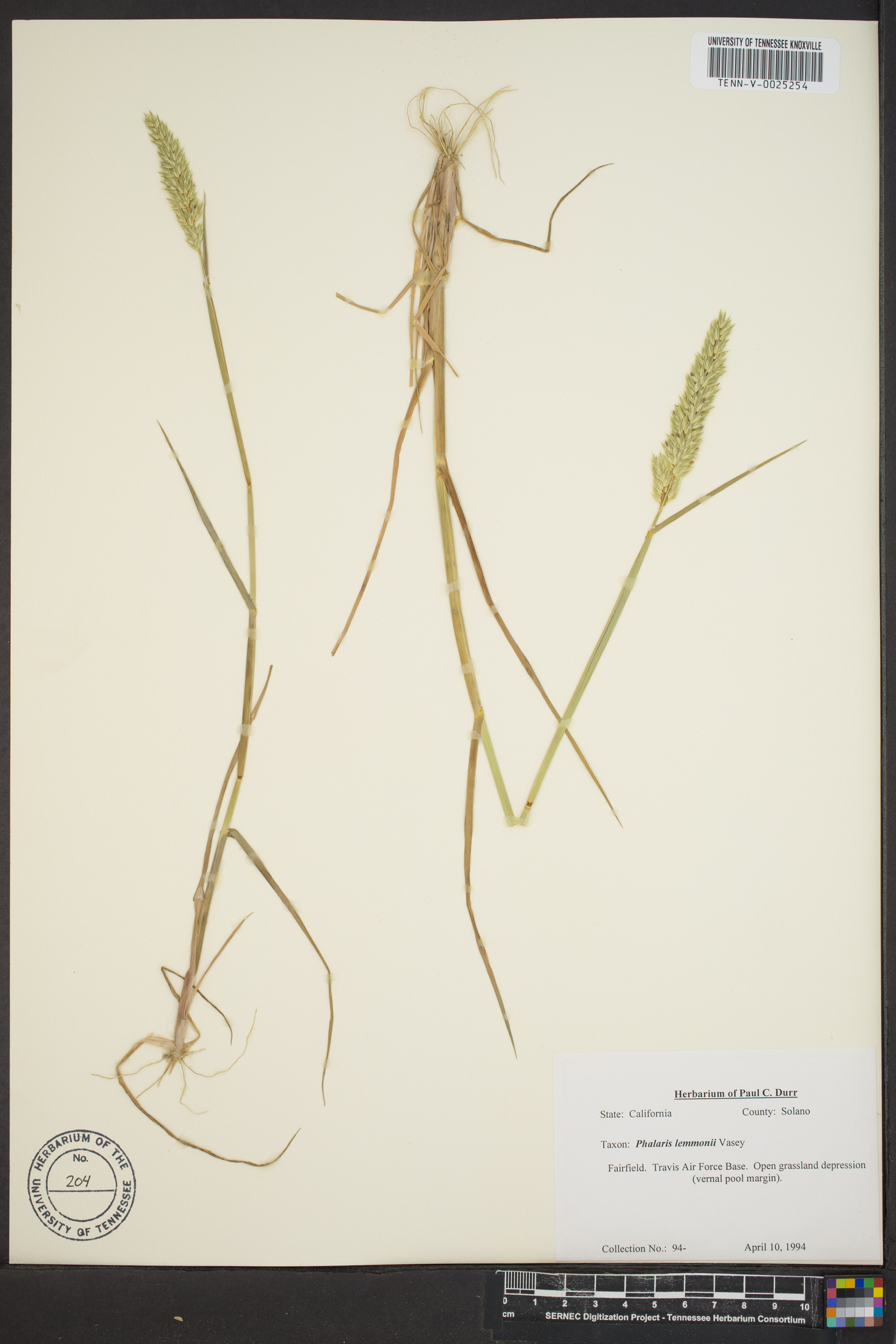 Phalaris lemmonii image