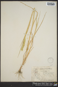 Phalaris lemmonii image