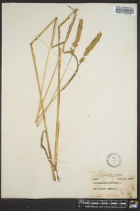 Anthoxanthum odoratum image