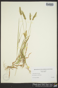 Anthoxanthum odoratum image