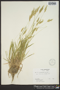 Anthoxanthum odoratum image