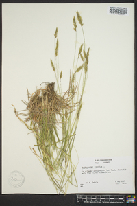 Anthoxanthum odoratum image