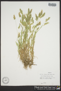 Anthoxanthum aristatum image