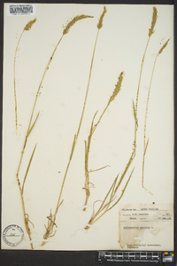 Anthoxanthum odoratum image