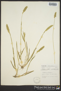 Anthoxanthum odoratum image