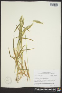 Anthoxanthum odoratum image