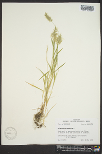 Anthoxanthum odoratum image