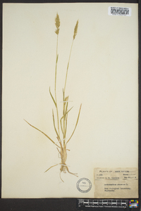 Anthoxanthum odoratum image