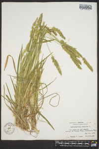 Anthoxanthum odoratum image