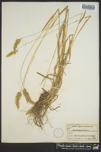 Anthoxanthum odoratum image