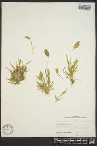 Anthoxanthum odoratum image