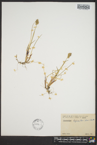 Anthoxanthum monticola subsp. alpinum image