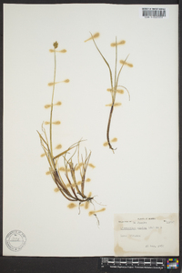 Anthoxanthum monticola subsp. alpinum image