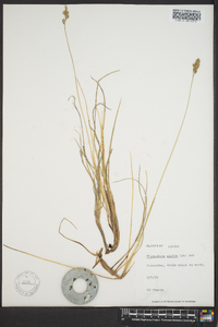 Anthoxanthum monticola image