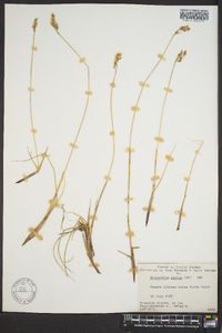 Anthoxanthum monticola subsp. alpinum image