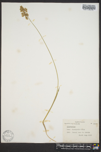 Anthoxanthum monticola image