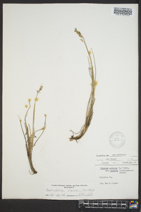 Anthoxanthum monticola image