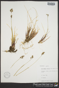 Anthoxanthum monticola subsp. alpinum image