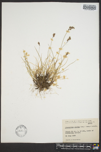 Anthoxanthum monticola image