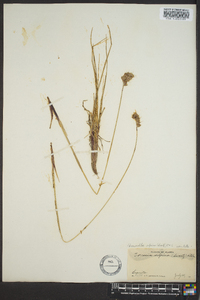 Anthoxanthum monticola image