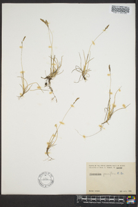 Hierochloe pauciflora image