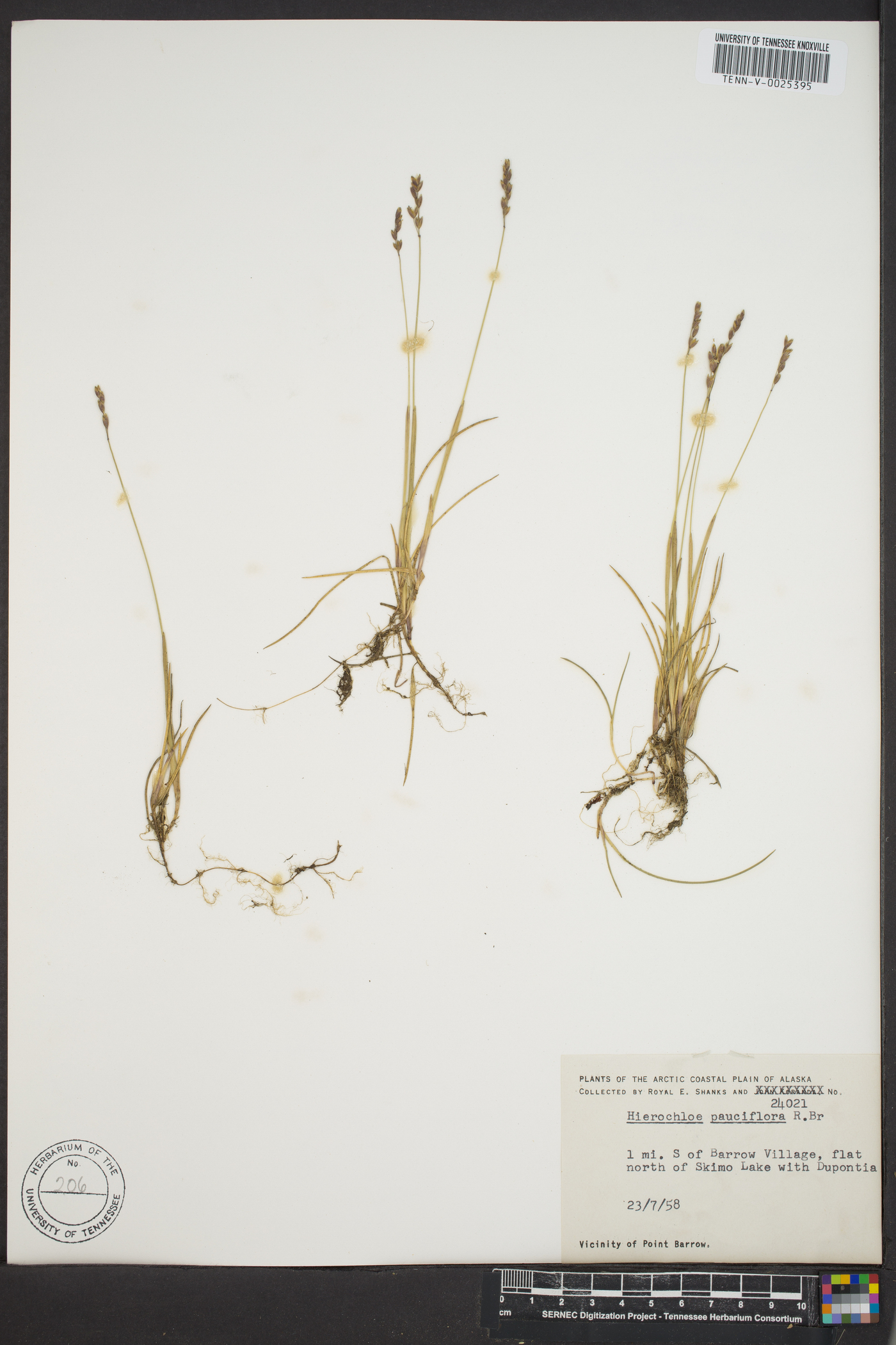 Hierochloe pauciflora image