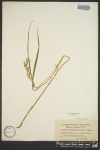 Hierochloe occidentalis image