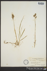 Anthoxanthum nitens image