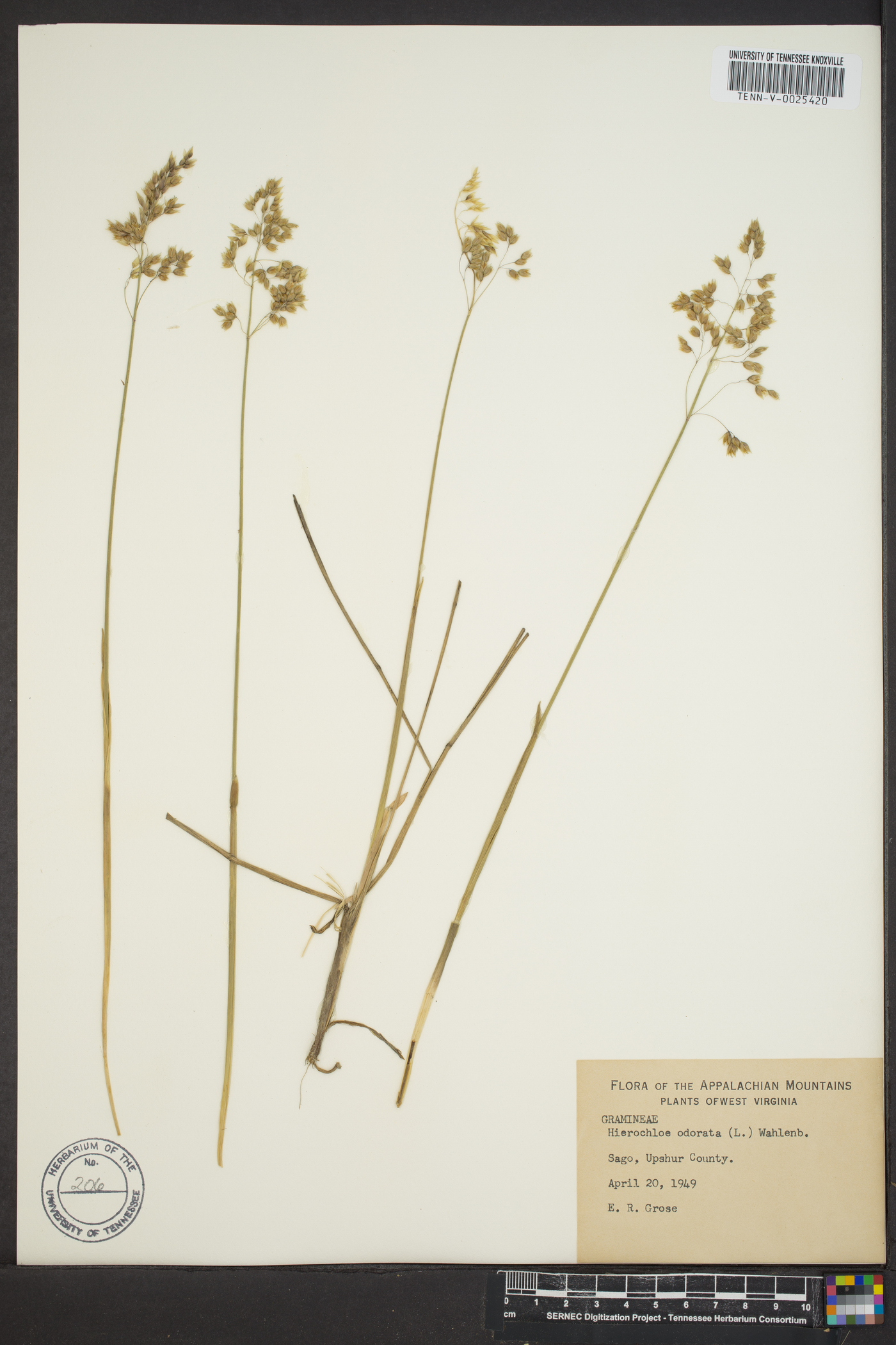 Anthoxanthum nitens image